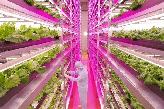 合作案例-東營農高區(qū)現(xiàn)代化示范園