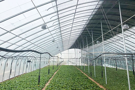 淄川俊嶺農業(yè)