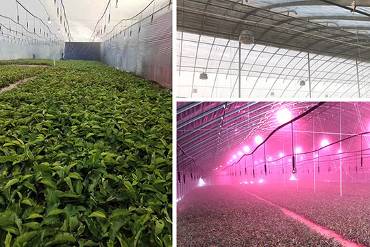 臨朐潤鑫果蔬專業(yè)合作社